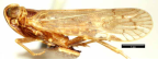<i>Ozoliarus asaica</i> (Kirkaldy), syntype female