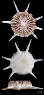 <i>Anthemiphyllia spinifera</i>, upper and lower surfaces, and side view of skeleton.