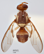 <i>Dacus (Bactrocera) peninsularis</i> Paratype