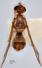 <i>Zeugodacus choristus</i> Holotype