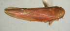 <I>Balclutha yanchepensis </I>(Evans), adult.