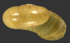 <em>Scagacola degenerata</em>, apertural view.