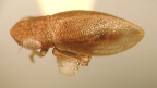 <i>Microlopa minuta</i> Evans, type species of <i>Microlopa</i> Evans.