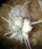 <i>Aleuroctarthrus destructor</i> puparium habitus - most wax removed