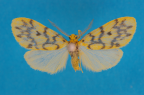 <i>Gymnasura flavia</i> (Hampson, 1900), male