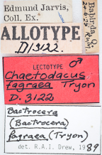 <i>Chaetodacus fagraea</i> Lectotype label