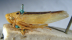 <i>Conoguinula coeruleopennis</i> (Fabricius), adult.