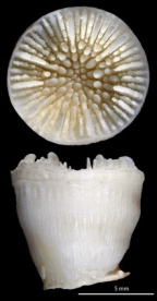 <i>Anthemiphyllia pacifica</i>, upper surface and side view of skeleton.