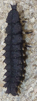 Lycid larva, Canberra, Feb. 2011