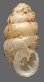 <em>Gastrocopta pediculus</em>, apertural view. Height of shell: 3.2 mm