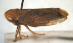 <i>Protartessus nynganensis</i> F. Evans, adult female.