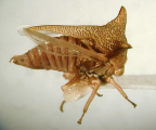 <i>Alosextius carinatus</i> (Funkhouser), type species of <i>Alosextius</i> Evans.