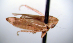 <i>Warlucephala arunda</i> (Jacobi), type species of <i>Warlucephala</i> Fletcher.