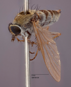<i>Anabarhynchus milo</i> Holotype