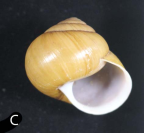 <i>Pallidelix simonhudsoni</i> holotype shell, lateral