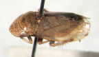 <i>Neovulturnus montanus</i> (Evans), adult.