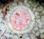 Habitus puparia of <I>Dumbletoniella rotunda</I>
