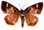 <I>Acalyphes</I> <I>philorites</I>, male habitus