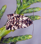 <I>Dirce</I> <I>aesiodora</I>, adult female on <I>Athrotaxis</I> <I>cupressoides</I> (pencil pine).