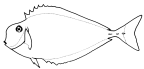 Acanthuridae: <I>Prionurus</I>