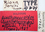 <i>Rioxa jarvisi</i> Holotype label