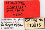 <i>Comptosia neosobria</i> Holotype label