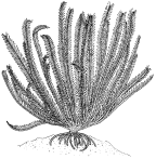 <i>Oxycomanthus bennetti</i> (Müller, 1841)