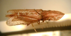<I>Platyledra acuminata </I>Distant, adult female.
