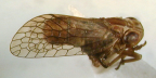 <i>Busas dissolutus</i> Jacobi, type species of <i>Busas</i> Jacobi.