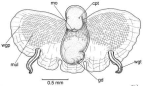 Family Desmopteridae. <i>Desmopterus papilio</i>. (from Beesley, Ross & Wells 1998) [L. Newman]