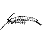 <I>Stygocaris townsendi, </I>a New Zealand species [from Morimoto 1977]