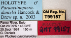 <i>Paraactinoptera danielsi</i> Holotype label