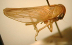 <I>Rosopaella leurensis</I> (Evans), adult male.