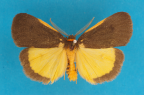 <i>Castulo doubledayi</i> Newman, 1857, male