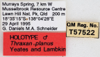 <i>Thraxan planus</i> Holotype label