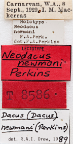 <i>Neodacus newmani</i> Lectotype label