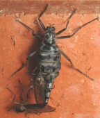Mating stratiomyids, winged males, wingless female