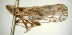 <I>Gurrundus nectostylus</I> Löcker & Larivière, adult