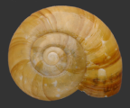<em>Murphitella franklandiensis</em>, dorsal view.
Diameter of shell: 33.5 mm 