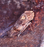 <i>Stenocotis subvittata</i> Stål = <i>S. depressa</i> (Walker), type species of the type genus of Stenocotini.