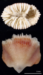 Tropidocyathus lessonii