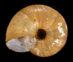 <em>Austrorhytida nandewarensis</em>, ventral view. 