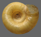 <em>Costadelos dryander</em>, ventral view.