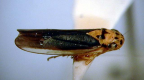 <I>Ishidaella latomarginata </I> (Distant), adult.