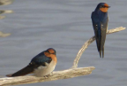 Welcome Swallows, Weston, ACT