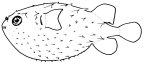 Diodontidae