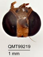 <i>Bactrocera (Bactrocera) torresiae</i> Holotype
