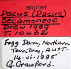 <i>Dacus (Dacus) secamoneae</i> Holotype label