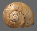 <em>Echotrida globosa</em>, dorsal view.
Diameter of shell: 7 mm