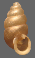 <em>Pupoides pacificus</em>, apertural view. Height of shell: 5mm